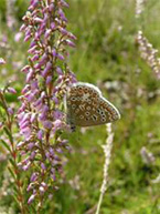 Common Blue Butterfly - West Berkshire Council