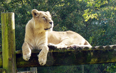 St. Clare's Oxford - Cotswold Wildlife Park