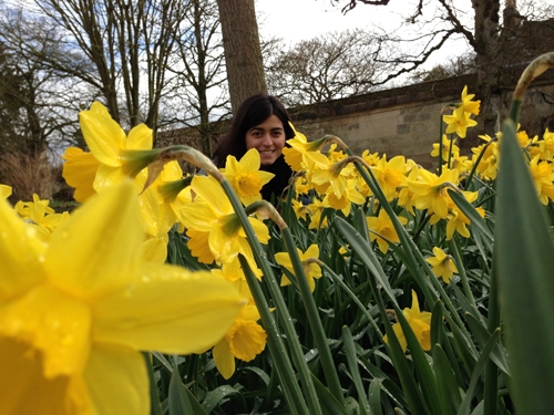 Daffodils in Oxford