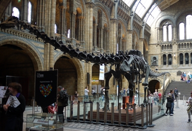 A trip to The Natural History Museum - St. Clare's, Oxford