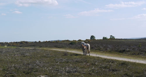 Wild ponies in the New Forest