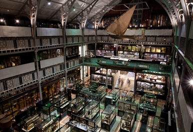 Illustration workshop at Pitt Rivers Museum