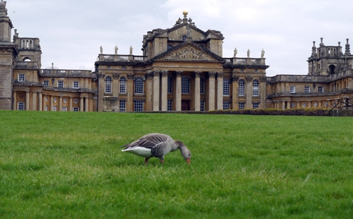 A trip to Blenheim Palace - St. Clare's, Oxford