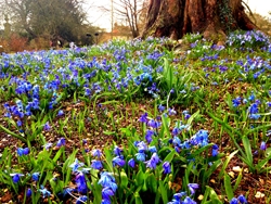 Bluebells in Oxford - St. Clare's