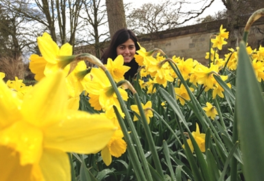 Daffodils in Oxford
