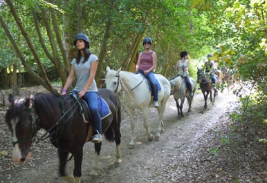 Horse riding in the New Forest