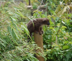 The Madagascar exhibit