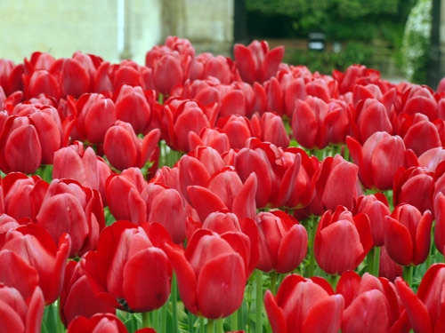 Flowers at Blenheim Palace