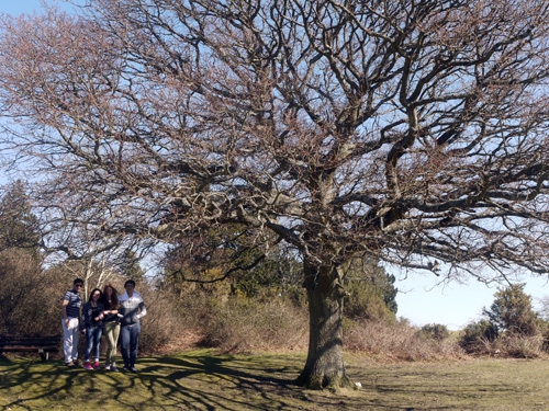 Horse Riding in the New Forest