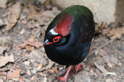 St. Clare's, Oxford - Cotswold Wildlife Park