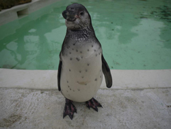 St. Clare's, Oxford - Cotswold Wildlife Park