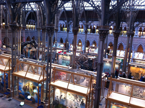 St. Clare's, Oxford - visit to the University of Oxford Natural History Museum